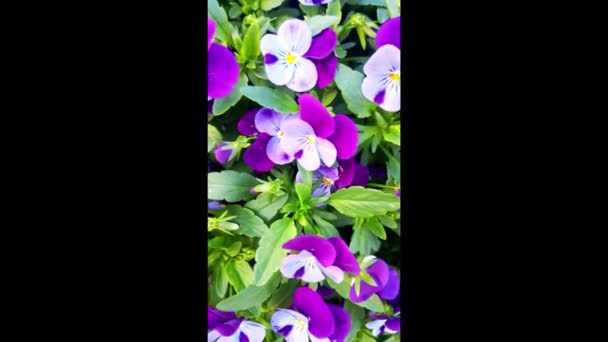 Verticale foto. Bloeiende felle viooltjes in het voorjaar in het park - Video