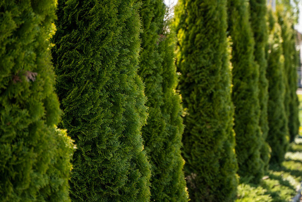Green hedge of thuja trees. Closeup fresh green branches of thuja trees. Evergreen coniferous Tui tree. Nature, background. - 写真・画像