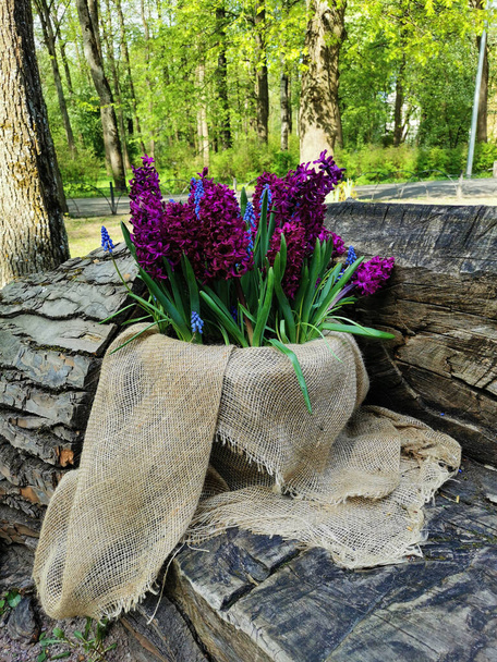 Canvas planters with burgundy hyacinths and muscari on a bench hollowed out in a recumbent tree trunk in a park on Elagin Island in St. Petersburg. - Photo, Image