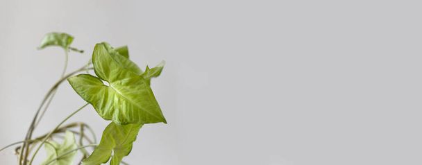 Syngonium liana Pflanze vor grauem Hintergrund. Leere weiße Wand und Kopierraum - Foto, Bild