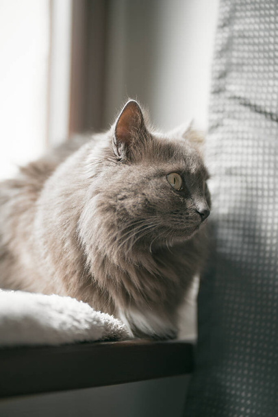 Grey cat is resting on the wooden window sill in the modern house interior. Cat is sleeping. Domestic cat living in good conditions concept - Photo, Image