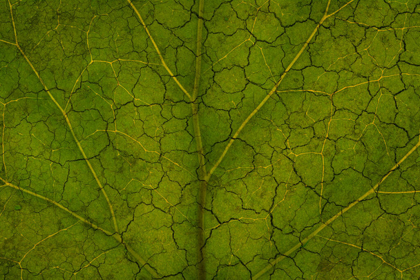World environment day  Climate change. The green texture of a leaf turns into sunburnt dry soil - Photo, Image