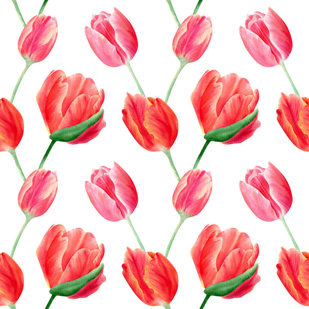 Seamless tulips pattern. Botanical illustration with red and pink spring flowers - Photo, Image