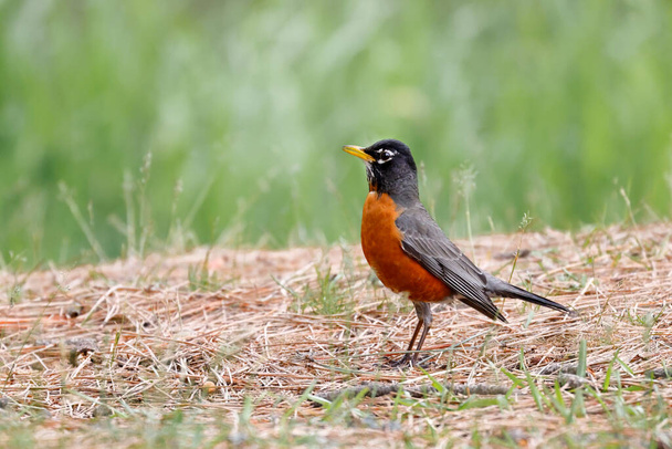 An American Robin is standing in grass in a park in Coeur d'Alene, Idaho. - Photo, Image