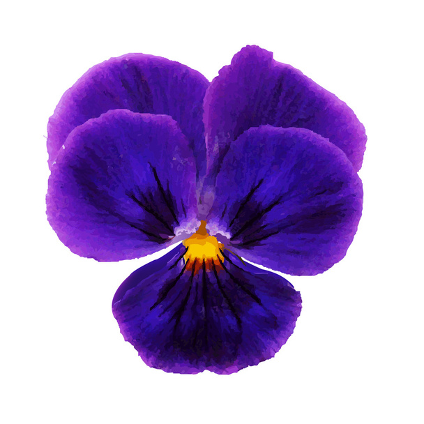 Pansy de flores
 - Vector, imagen