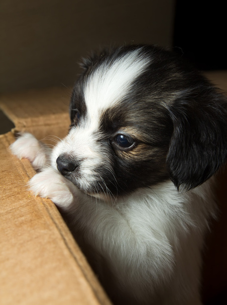 Pequeño cachorro Papillon en caja de cartón
 - Foto, Imagen