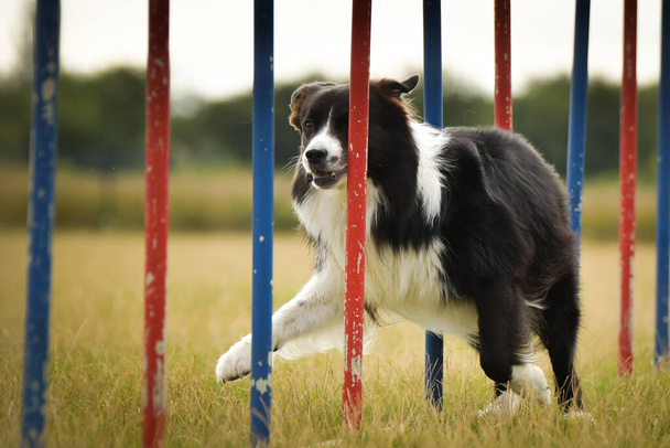 Lovely Border collie on käynnissä pujottelu tsekki ketteryys kilpailu pujottelu. Koirat rakastavat sitä.! - Valokuva, kuva