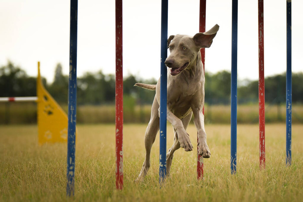 Собака, бежит в ловкости. Удивительный вечер, Hurdle с частной тренировкой ловкости для спортивных соревнований - Фото, изображение