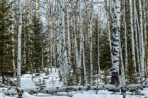 Stands of white birch trees. Jumping Pound Demonstration forest Natural Area, Alberta, Canada - Фото, зображення
