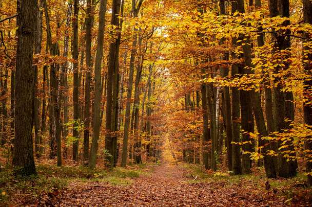 Colorful autumn time in forest, with trees in yellow and orange leaves and layer of leaves on path - Foto, imagen