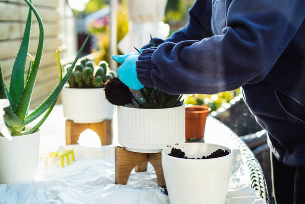 Womans hands in gloves transplanting plant a into a new pot outdoors. Home gardening and plants care. Selective focus, copy space. - Fotó, kép