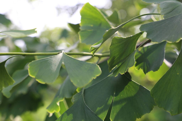 Gros plan des feuilles de ginkgo sur l'arbre avec un fond flou - Photo, image
