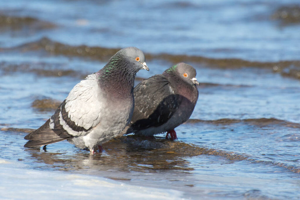 Dos pájaros palomas nadan en el agua del río. La paloma es un símbolo de libertad y paz. - Foto, imagen
