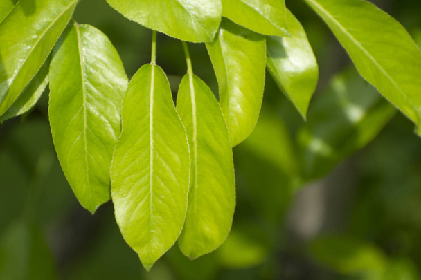 Natuurlijke groene bladeren van peer (Pyrus) close-up.  - Foto, afbeelding