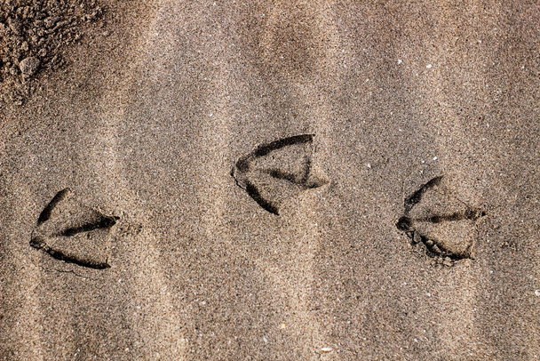 Pegadas de gaivota e textura de areia na praia em Espanha - Foto, Imagem