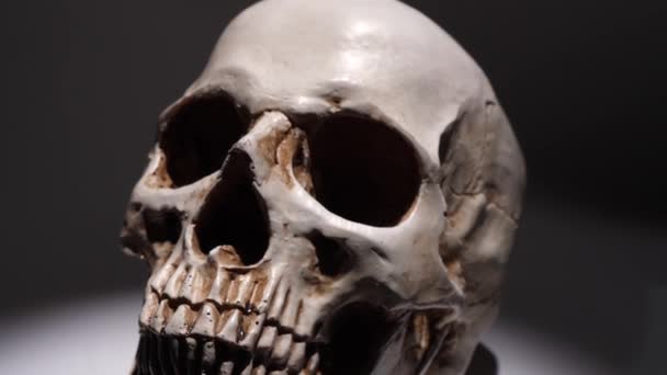 Analyse van een menselijke schedel van dichtbij - Video