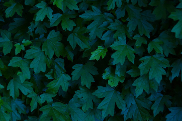 Folhas verdes padrão de fundo. Fundo natural e papel de parede - Foto, Imagem