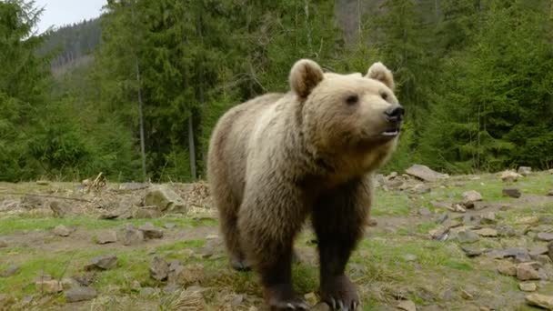 Μια μεγάλη καφέ αρκούδα στο δάσος - Πλάνα, βίντεο