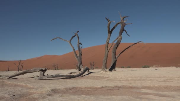 Namibia. World famous Dead Vlei dry clay pan with red desert sand dunes in Sossusvlei. - Footage, Video
