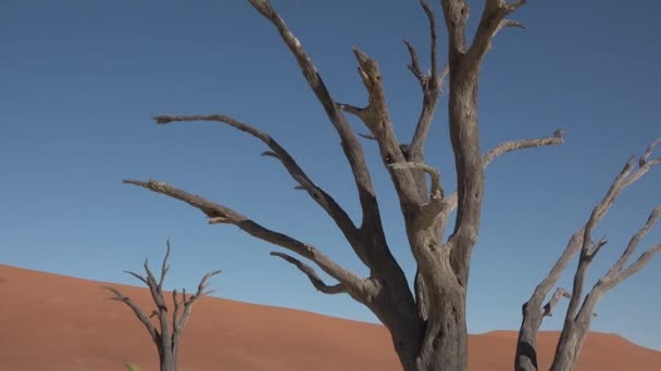 Namibie. Poêle en argile sèche Dead Vlei de renommée mondiale avec des dunes de sable rouge du désert à Sossusvlei. - Séquence, vidéo