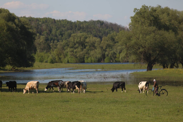 Koeien grazen in een weiland - Foto, afbeelding