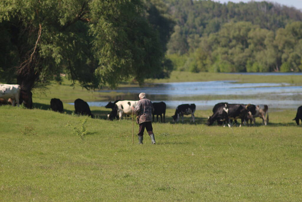 корови випасаються на лузі
 - Фото, зображення