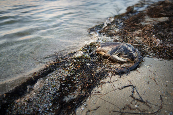 Νεκρός κύκνος, καλυμμένος με άλγη στην αμμώδη μολυσμένη όχθη των εκβολών. Οικολογική καταστροφή. Έννοιες της Ημέρας του Ωκεανού. Μόλυνση της γης, ρύπανση της γης - Φωτογραφία, εικόνα