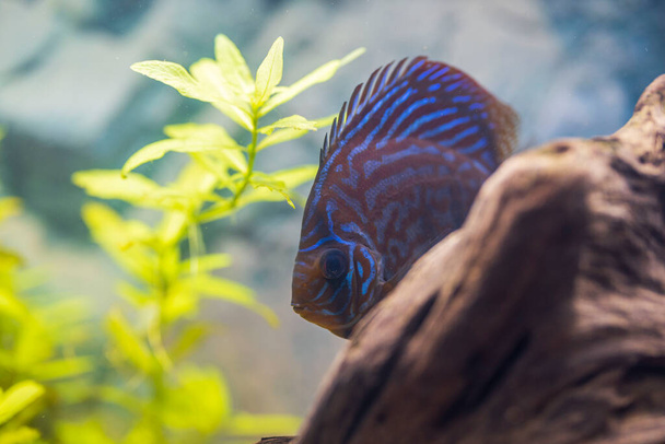 Close up view of gorgeous tiger Turks discus aquarium fish. Sweden - Photo, Image