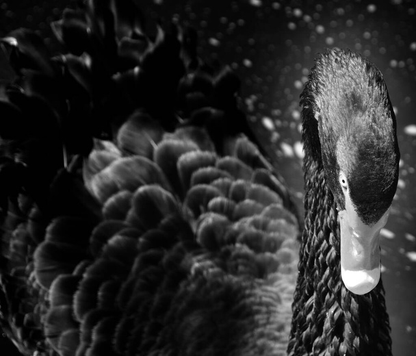 Cisne negro é uma ave aquática grande, uma espécie de cisne que se reproduz principalmente na Austrália. Uma subespécie da Nova Zelândia foi aparentemente caçada até a extinção por Maori, mas a espécie foi reintroduzida em 1860. - Foto, Imagem