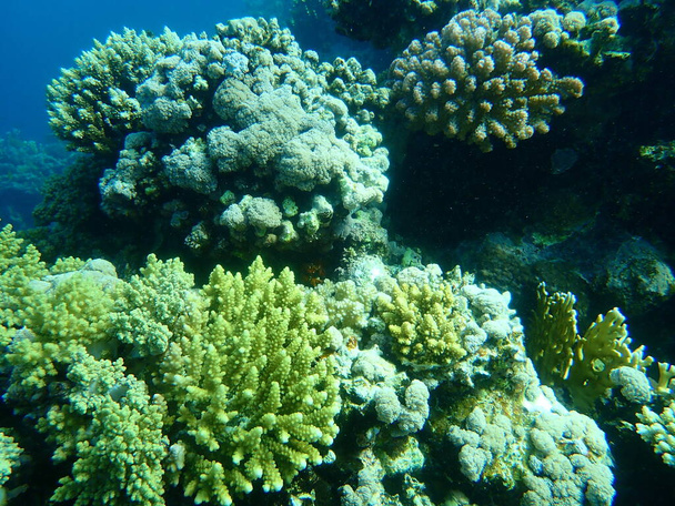 Потрясающий вид на подводный коралловый риф, Красное море, Египет, Шарм-эль-Шейх, залив Набк - Фото, изображение