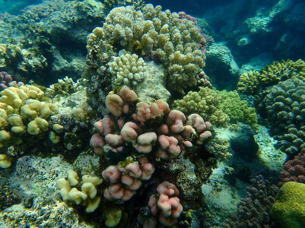 Upea merenalainen koralliriutta näkymä, Punainenmeri, Egypti, Sharm El Sheikh, Nabq Bay - Valokuva, kuva