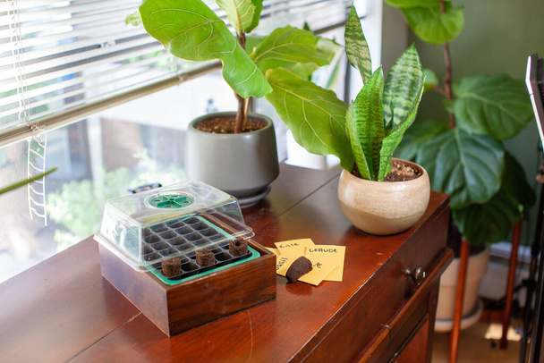 Auf einem Schreibtisch am Fenster einer Wohnung steht ein kleines Saatgutkeimset. Torfmoospfropfen und Samen sitzen daneben. Dahinter eine Geige und eine Schlangenpflanze als Zimmerpflanzen.  - Foto, Bild