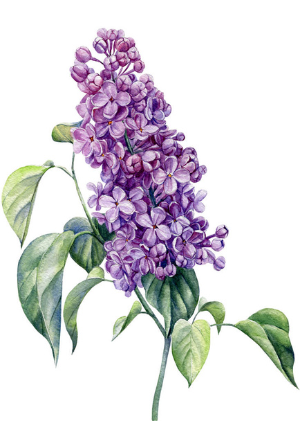 flores lila sobre fondo blanco, acuarela dibujada a mano ilustración - Foto, imagen