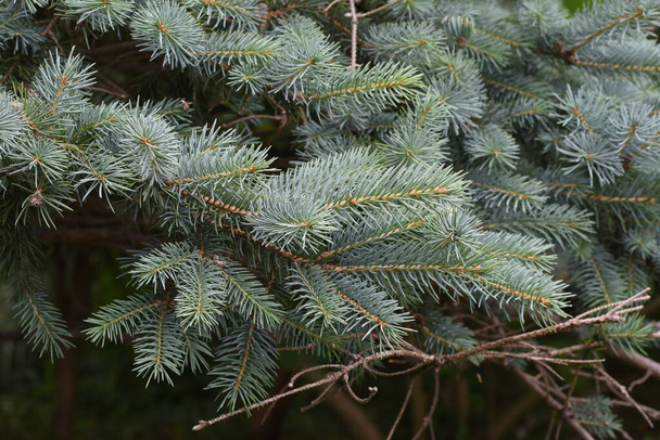 Hoopsii é uma cultivar da família Pinaceae nativa da América do Norte e é caracterizada por suas belas folhas de prata-cinza. - Foto, Imagem