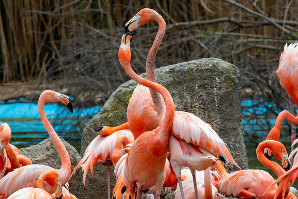 Flamingoja kosiskelemassa. Parittelutekniikka. Rakkaus eläimiin. Ryhmä flamingoja ottaa aurinkoa. Villilinnut. Kalastuslintuja. Isot siivet. Rakastuneita eläimiä. Rakkaus luonnossa - Valokuva, kuva
