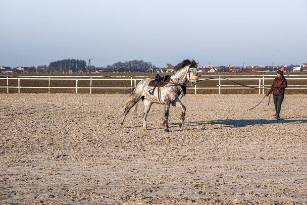 άλογο και αναβάτης σε μια βόλτα, ιππασίας λεπτομερώς - Φωτογραφία, εικόνα