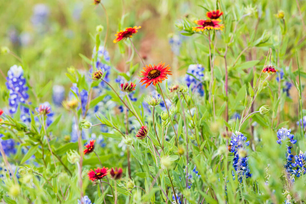 Llano, Texas, EE.UU. Manta india y flores silvestres Bluebonnet en la región montañosa de Texas. - Foto, imagen