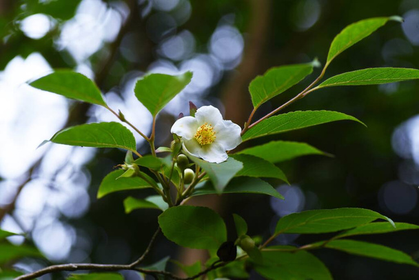 Stewartia monadelpha bloeit. Theaceae loofbomen. - Foto, afbeelding