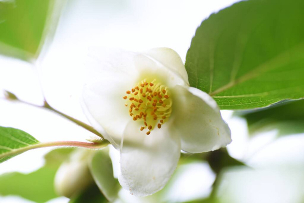 Stewartia monadelpha blossoms. Theaceae deciduous tree. - Photo, Image