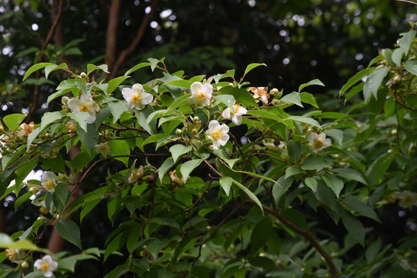 Stewartia monadelpha blossoms. Theaceae deciduous tree. - Photo, Image