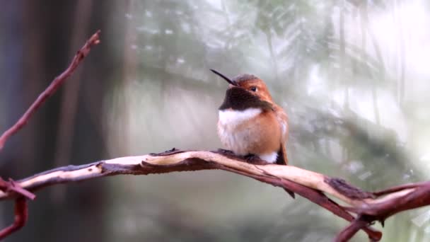 Hummingbird 47 - Footage, Video