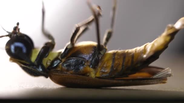 昆虫のマクロクローズアップショット - 映像、動画