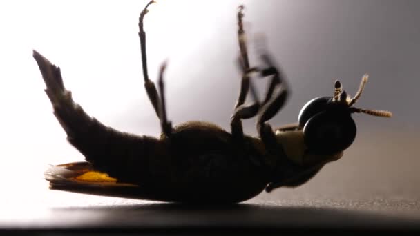 Macro close up tiro de inseto - Filmagem, Vídeo