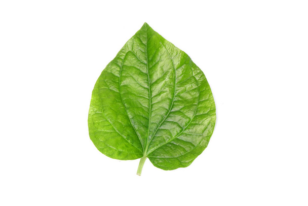 Листя бетеля ізольовані на білому тлі. Свіже зелене ароматне трав'яне листя
. - Фото, зображення