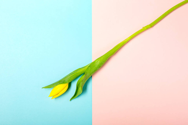 Płaskie leżał z kwiatów tulipan na pastelowy różowy - Zdjęcie, obraz