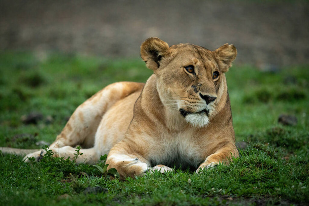 Primo piano della leonessa sdraiata con la testa inclinata - Foto, immagini