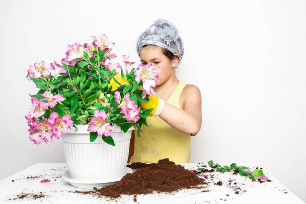 Nastolatek sadzenie Alstroemeria kwiaty w puli w domu - Zdjęcie, obraz