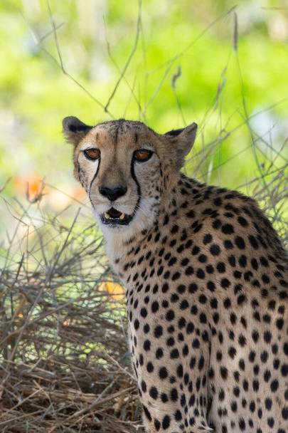 Cheetah(Acinonyx jubatus)は、アフリカのサファリでカメラを探しているポートレートビューを閉じます. - 写真・画像