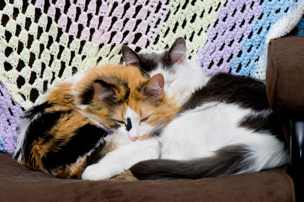 két macska alszik - Fotó, kép