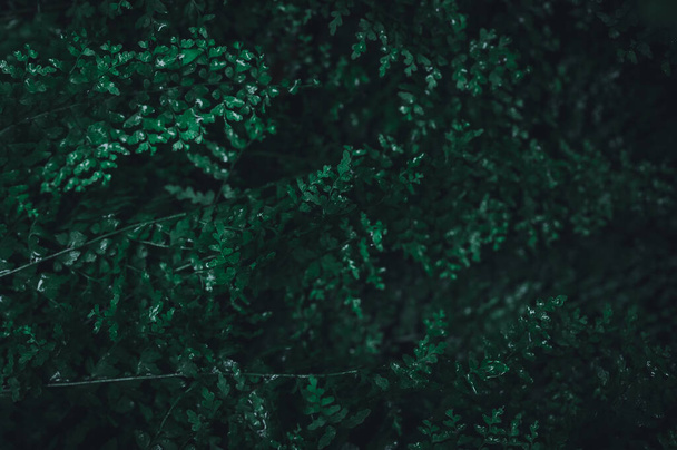 Зелений фон листя, що показує любов до природи та навколишнього середовища
 - Фото, зображення